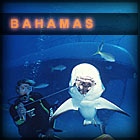 Bahamas Sharks