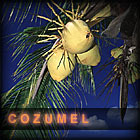 Cozumel