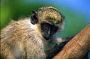 Vervet monkey
